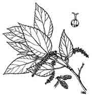 9687_31_Shahtoot