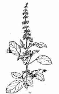 9829_27_Tulsi
