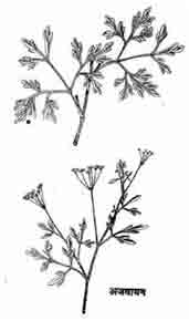 9829_33_Ajwain