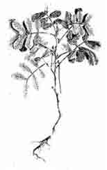 9829_47_ChakVad