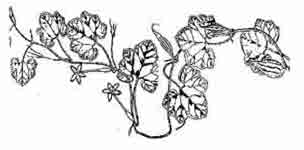 9829_48_Parval